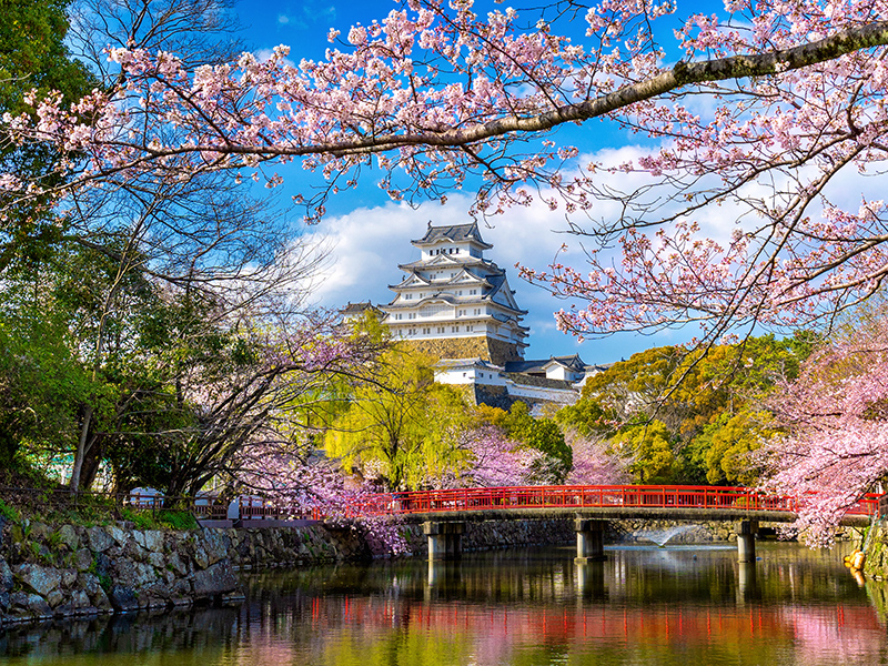Cherry blossoms and castle in Himeji, Japan.